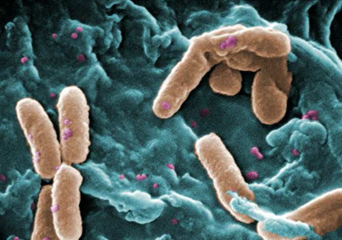 La asombrosa coordinación entre bacterias para el trabajo en grupo
