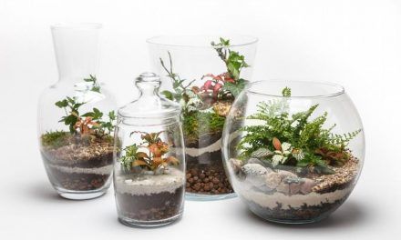 Floreros vivos: ideas para hacer terrarios