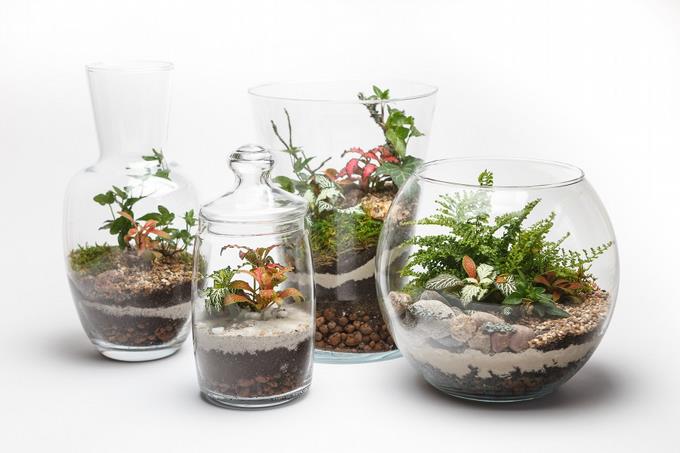 Floreros vivos: ideas para hacer terrarios