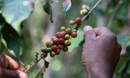 ‘Gahwa’, el café saudita en busca de reconocimiento internacional