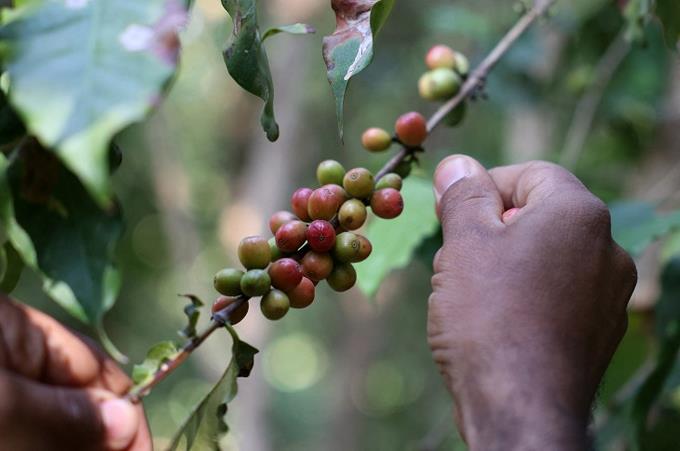 ‘Gahwa’, el café saudita en busca de reconocimiento internacional