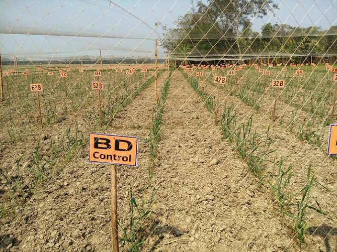 Crean un trigo capaz de prosperar en suelos salados