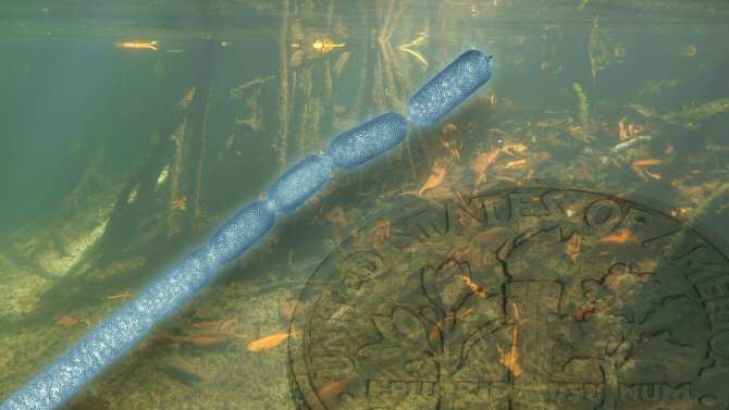 Bacteria visible a simple vista