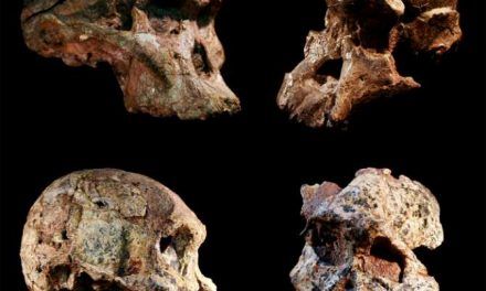 ¿Australopitecos mucho más antiguos de lo creído?