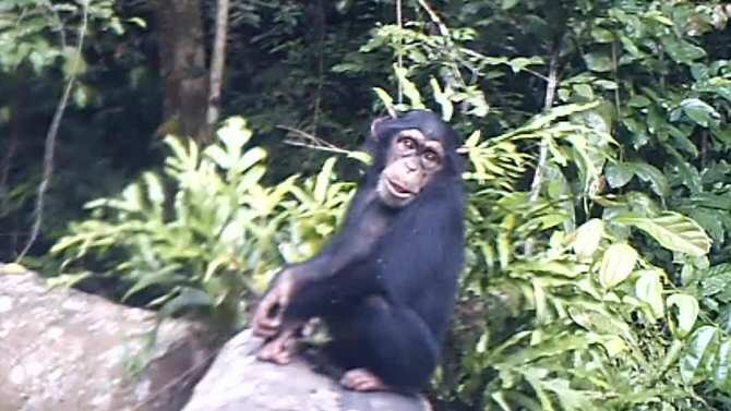 Aclarando la historia evolutiva de los chimpancés