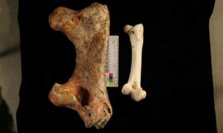 El misterio de qué ave puso unos huevos gigantes hace 50.000 años