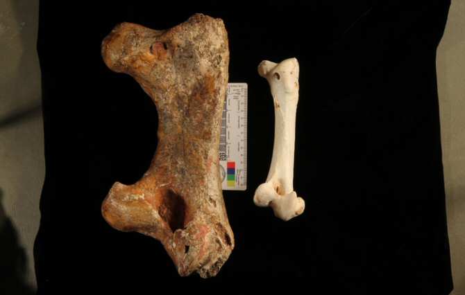 El misterio de qué ave puso unos huevos gigantes hace 50.000 años