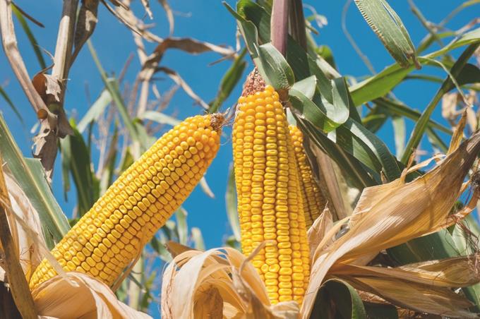 Apoyan producción de maíz en San Juan con planta procesadora