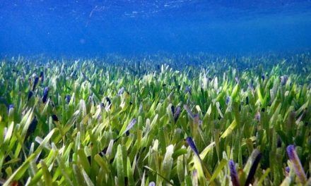 La mayor planta de la Tierra abarca 180 kilómetros y tiene 4,500 años