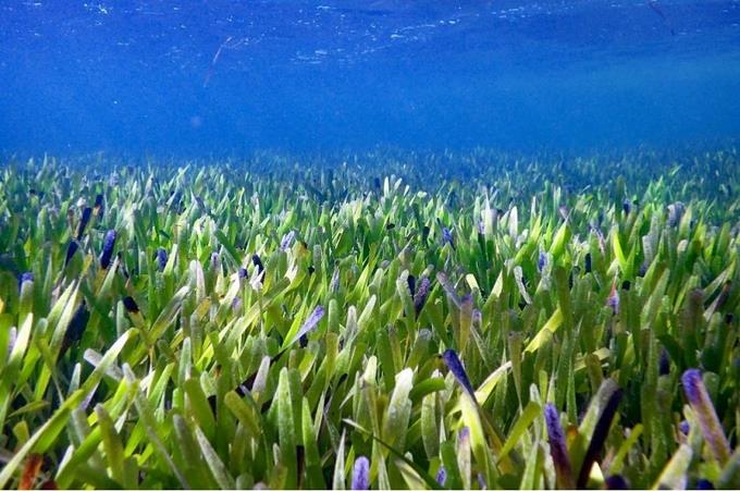 La mayor planta de la Tierra abarca 180 kilómetros y tiene 4,500 años