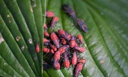 Nuevos bioplaguicidas no contaminantes para combatir enfermedades de las plantas