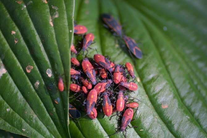 Nuevos bioplaguicidas no contaminantes para combatir enfermedades de las plantas