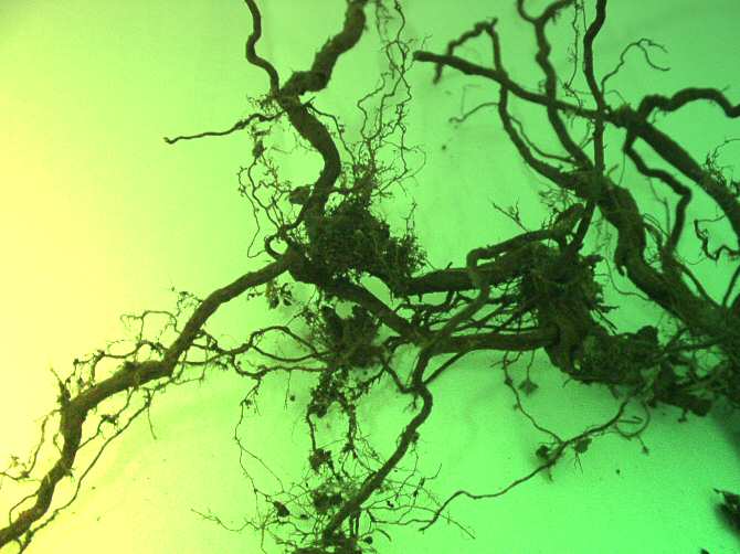 Identifican un nuevo mecanismo genético que regula el crecimiento de las raíces de las plantas