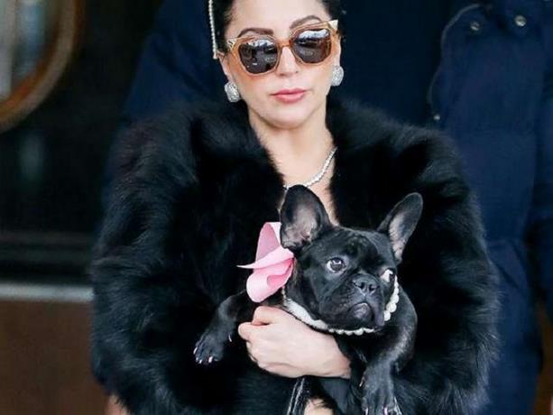 Supuesto atacante del paseador de perros de Lady Gaga liberado por error en EE.UU.