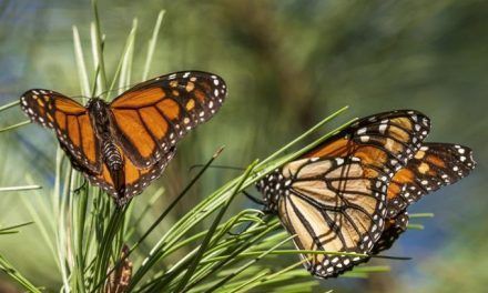 Las queridas mariposas monarca ahora están en peligro de extinción