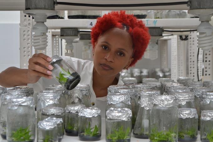 ¡300 plantas de cacatica! Reproducen in vitro esta rara orquídea exclusiva de República Dominicana