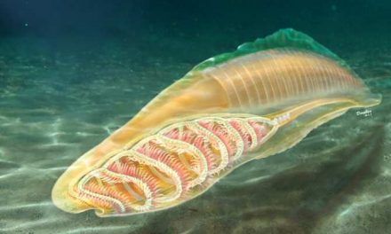 La misteriosa transición de la vida invertebrada hacia la vertebrada