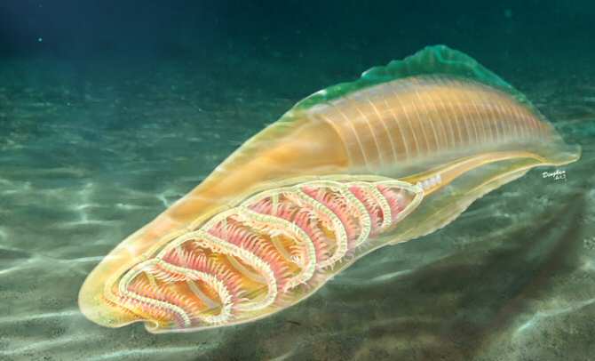 La misteriosa transición de la vida invertebrada hacia la vertebrada