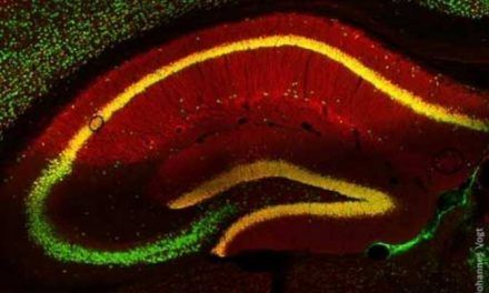 Las neuronas del hambre al descubierto