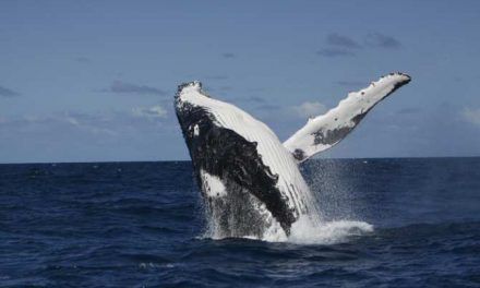 Asombrosa transmisión cultural entre ballenas