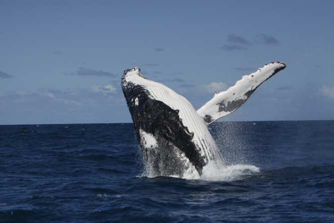 Asombrosa transmisión cultural entre ballenas