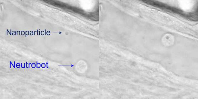 Convertir algunos glóbulos blancos en biorrobots médicos