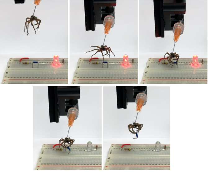 Necrorrobot de araña