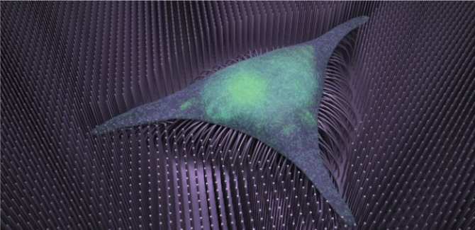 Crecimiento acelerado de hueso sobre una estructura especial de hierroUn nuevo sistema basado en nanotecnología podría conducir a nuevos tratamientos para enfermedades degenerativas de los huesos.     El sistema consta de hilos nanométricos de hierro que se doblan en respuesta a campos magnéticos. Las células madre formadoras de hueso cultivadas en una malla de estos nanohilos quedan sometidas a unas condiciones especiales, que incluyen lidiar con el movimiento del sustrato. Esas condiciones, comparables en cierto modo a tener que hacer ejercicio físico intenso en un gimnasio, logran que las células madre se transformen en hueso maduro mucho más rápido de lo que es habitual con otras condiciones de cultivo. Con el nuevo sistema, el protocolo de diferenciación dura solo unos días en vez de unas semanas.     Este prometedor avance es fruto del ingenio de unos científicos de la Universidad Rey Abdullah de Ciencia y Tecnología (KAUST) en Arabia Saudita.     El equipo de Jasmeen Merzaban puso a prueba el potencial de producción ósea de su andamio de nanocables, tanto con señales magnéticas como sin ellas. Para ello, colocaron los minúsculos hilos (cada uno del tamaño del apéndice en forma de cola que tienen algunas bacterias) en una cuadrícula uniformemente espaciada y, a continuación, colocaron encima capas de células madre mesenquimales humanas derivadas de médula ósea.     Los investigadores descubrieron que la adición de un campo magnético de baja frecuencia aceleraba drásticamente el proceso de desarrollo óseo. Los marcadores genéticos del desarrollo óseo pudieron detectarse a los dos días de incubación con estimulación mecánica. Bajo el microscopio, los investigadores también pudieron ver cómo de las células madre mesenquimales se pasaba a las células óseas a un ritmo acelerado.
