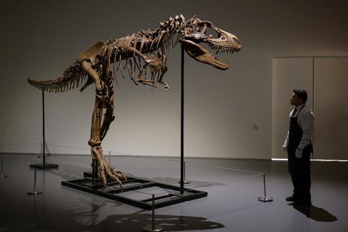 El esqueleto de un dinosaurio de hace 77 millones de años, a subasta en EEUU