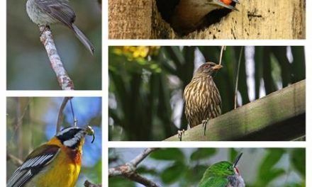 Las aves endémicas, un patrimonio natural a proteger