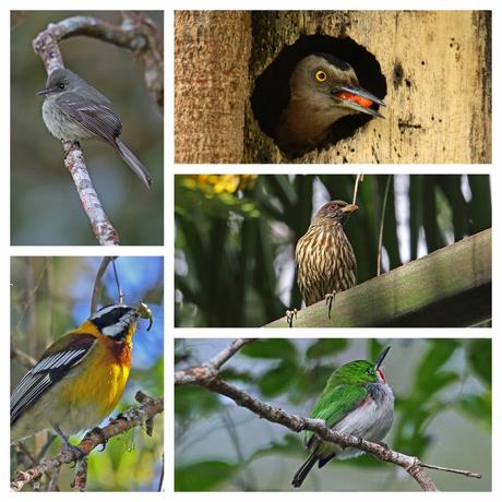 Las aves endémicas, un patrimonio natural a proteger