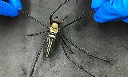 Fibra óptica de seda de araña para uso biomédico