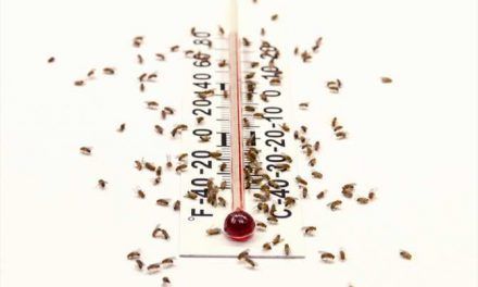 ¿Por qué el calor nos da somnolencia?