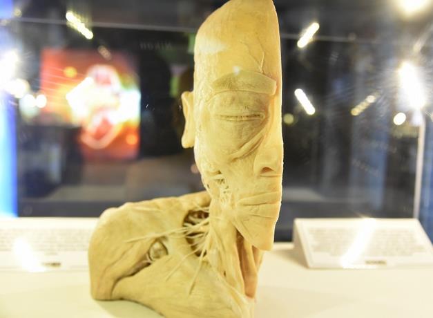 Las maravillas del cuerpo humano por dentro
