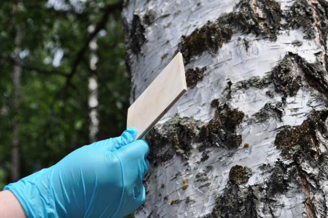 Pegamento basado en la madera y sin la toxicidad de otros