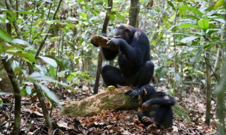La cultura de los chimpancés influye en su elección de herramientas