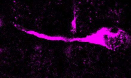 Diferencia neuronal clave entre neandertal y humano moderno
