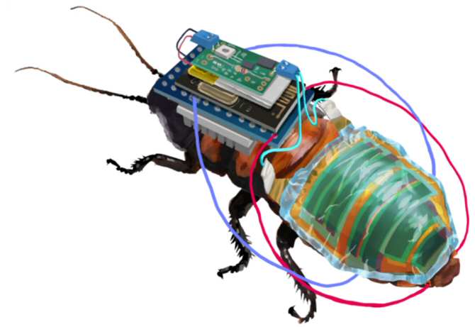 Cíborg de cucaracha con batería recargable