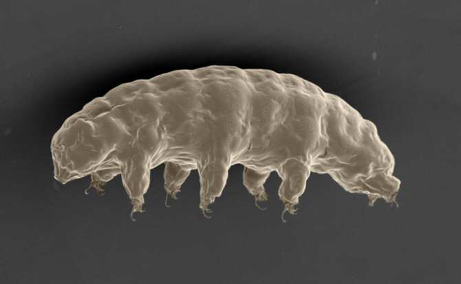 El secreto de cómo un animal sobrevive décadas sin agua