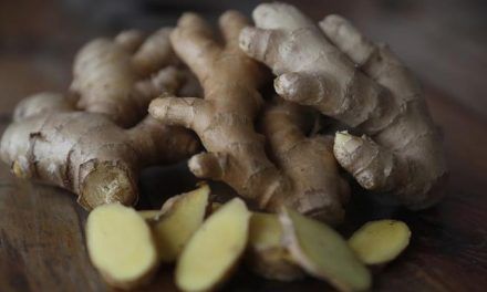 Jengibre, un tubérculo raro con éxito en botica y cocina