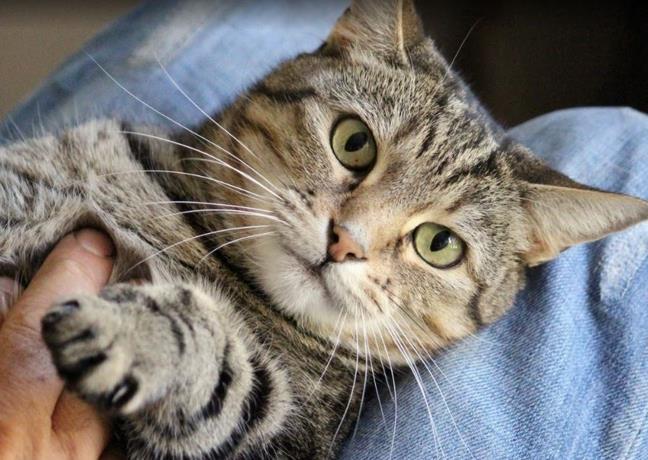 Los gatos distinguen cuando su dueño habla con ellos