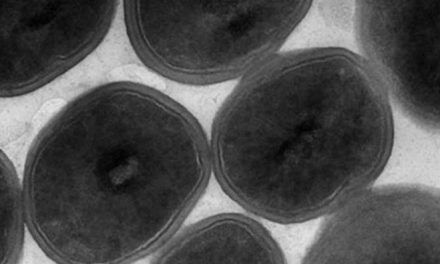 Vía química para aniquilar bacterias resistentes a los antibióticos