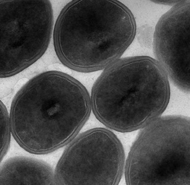 Vía química para aniquilar bacterias resistentes a los antibióticos