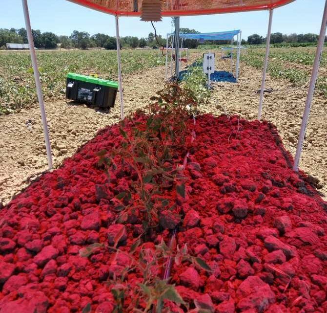 La solución para el reparto de luz entre el panel solar y el vegetal agrícola a su sombra