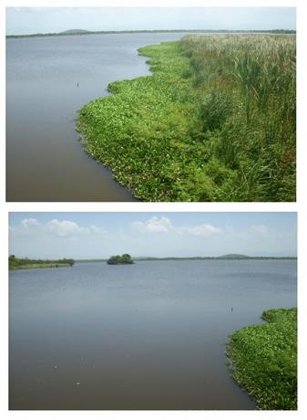 Laguna Saladilla: destrucción de manglares pone en riesgo la sostenibilidad ambiental y la soberanía