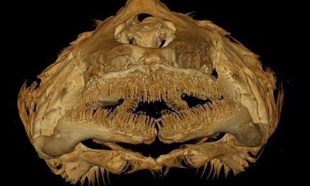Nueva especie de pez que evolucionó en oscuridad absoluta