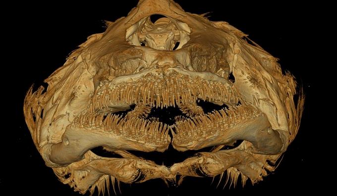 Nueva especie de pez que evolucionó en oscuridad absoluta