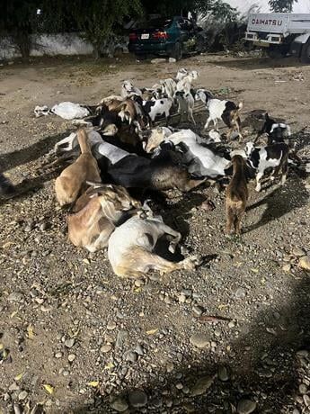 Recuperan 32 animales que estaban en cautiverio en Valverde