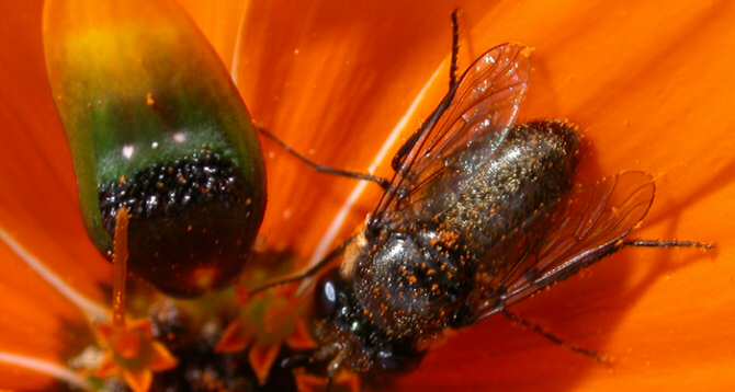 La planta que crea moscas falsas capaces de engañar a las verdaderas