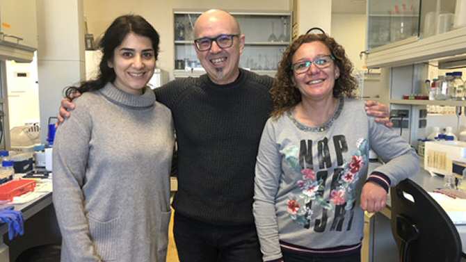 Diseñan nanopartículas basadas en proteínas que neutralizan el virus de la COVID